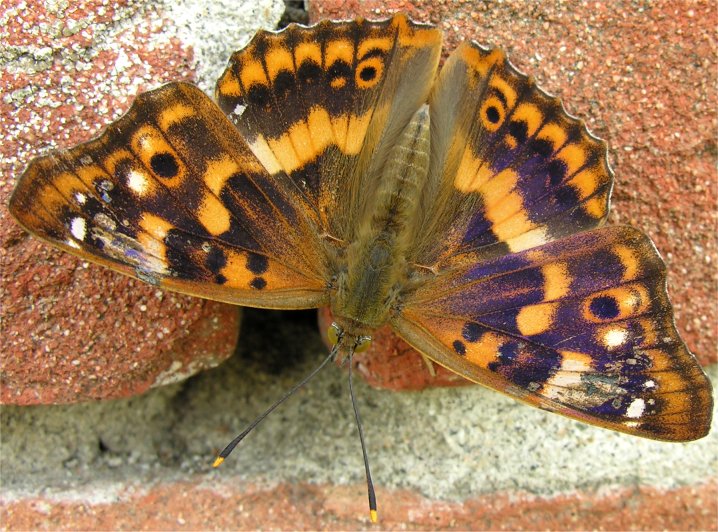 Apatura ilia f. clytie femmina